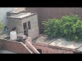 mathura pigeon  live chirimari 🤣🤣🤣🕊️🕊️