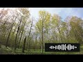 Forest Birdsong - Relaxing Nature Sounds