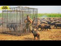 🐗 Why Australian Farmers Deal with Millions of Wild Boars and Other Invasive Species