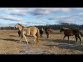 Our Herd of Horses During the Spring Equinox