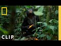 Bonobos Hunt Down Colobus Monkeys | Queens | National Geographic