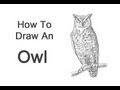How to Draw an Owl (Great Horned)