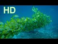 Amazing Underwater Sea life | Royalty Free | Stock Footage | No copyright Videos