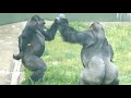 The Tension Between Silverback Gorilla & his Son | The Shabani Group