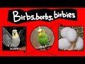 Birbs, borbs, and birbies—Internet Names for Birds