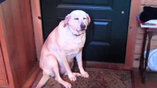 Rude Tube V : Guilty Dog Extended Cut
