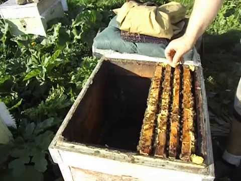 Как правильно сделать отводок на плодную матку Как правильно сделать отводок на плодную матку