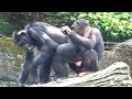？？？Chimpanzee Daily|Taipei zoo#黑猩猩 #animals #台北市#zoo @hellochimpazeetv