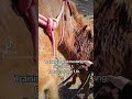 Training a wild horse