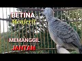 Perkutut Betina memanggil JANTAN - The female turtle dove calls the MALE