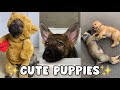 Puppy Cuteness Overload