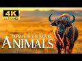 World of Untamed Animals  - Beautiful Animals Movie with Smooth Relax Piano Music