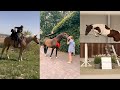 Horse TikToks That Went Viral! #20