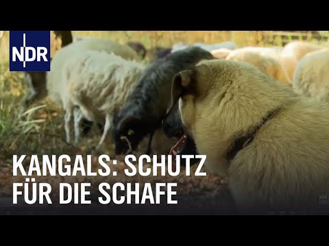 Kangals Bodyguards für Schafe NaturNah NDR Doku