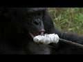 Bonobo builds a fire and toasts marshmallows - Monkey Planet: Preview - BBC One