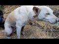 কুকুরে কোমর ভেঙে যাওয়ার ভিডিও/STREET DOG FIGHT || DOG FIGHT VIDEO DOGS BARKING.