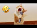 Funniest Animals 2023 😅 Best Funny Cats and Dogs 😹🐶 Part 32