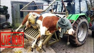 World Modern Technology Automatic Cow Shoeing and Cleaning Mega Machine Factory on Wheels #ARJ