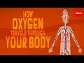 Oxygen’s surprisingly complex journey through your body - Enda Butler