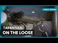 Tarantula Escape Alert! - Animal Airport - Animal Documentary