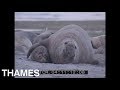 Mating Elephant Seals | Patagonia | Argentina