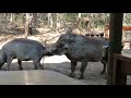 Warthog mating sounds and actions in the bush...