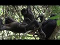Mother, Baby, and Juvenile Bonobos. Looking at a Baby Bonobo!