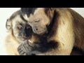 Moral behavior in animals | Frans de Waal