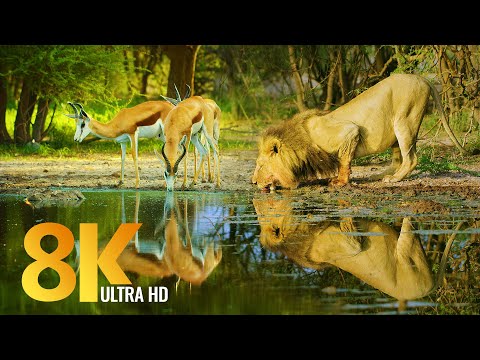 Amazing Wildlife of Botswana 8K Nature Documentary Film with music 