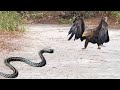 Long Time Hungry Eagle Attacks Snake - What Happens Next...