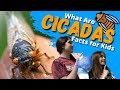 What Are CICADAS? The Loudest Bug In The World| Facts for Kids