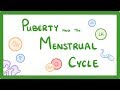 GCSE Biology - The Menstrual Cycle & Puberty  #60