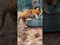 HUGE Tiger Cooling Off! AMAZING