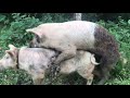 Breeding my young Sow for the first time Naturally | Jamaica way