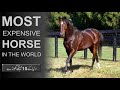 10 Most Expensive Horses In The World