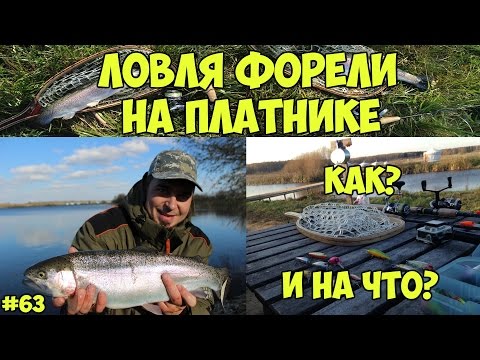 как и на что ловить форель летом на платниках как равным образом держи ась? стараться поймать королевская рыба в летнее время бери платниках
