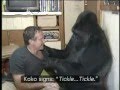 Download Koko the Gorilla with Robin Williams.mp4 mp4 3gp mp3 videos - waplic