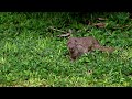 Mongoose Action - Maui, Hawaii 7/2014