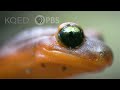 Ensatina Salamanders Are Heading For a Family Split | Deep Look
