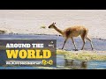 Around The World [2024] हिन्दी डॉक्यूमेंट्री | Wildlife documentary in Hindi