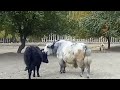 most powerful Yak meeting part 1 |Animals Earth