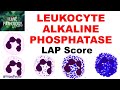 Leukocyte Alkaline Phosphatase (LAP) Score: Principle, Grading Applied aspects.