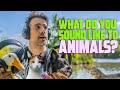 How The World SOUNDS To Animals