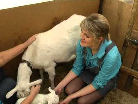 Дойки ком домашних условиях Дойки ком домашних условиях