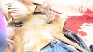 Eid-Ul-Adha. Goat Slaughter!
