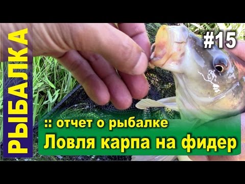 основы ловли карпа на фидер основы ловли карпа на фидер