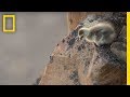 Download Arctic Geese Chicks Jump Off Cliff to Survive | Hostile Planet mp4 3gp mp3 videos - waplic