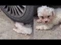 The puppy hid by the wheel, shaking and crying from cold and hunger