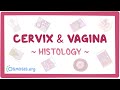 Cervix and vagina: Histology