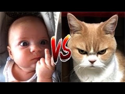 Life Funny Pets Angry Funny Cats Funny Cat Reaction Videos